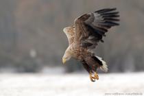 Seeadler